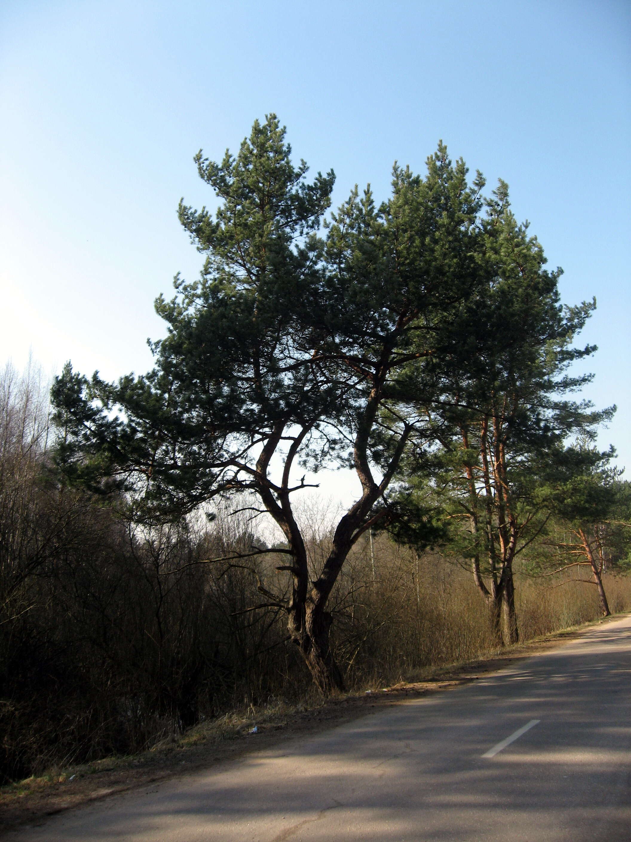 Image of Scotch Pine