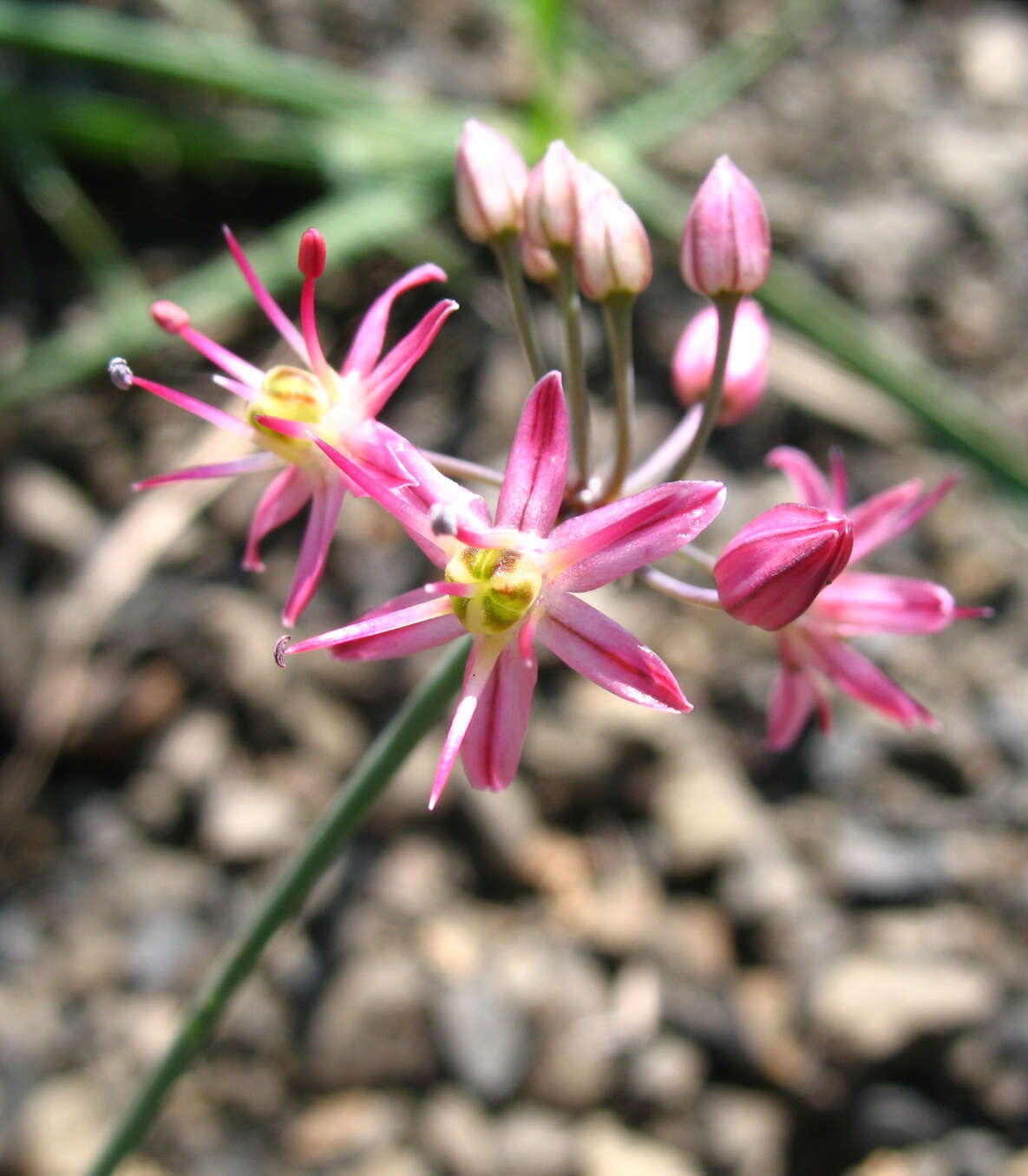 Image of Allium samurense Tscholok.