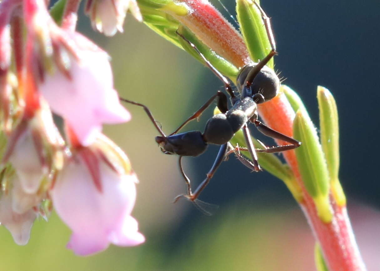 Camponotus angusticeps Emery 1886的圖片