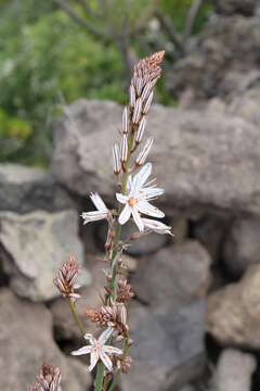 Image of Asphodelus aestivus Brot.