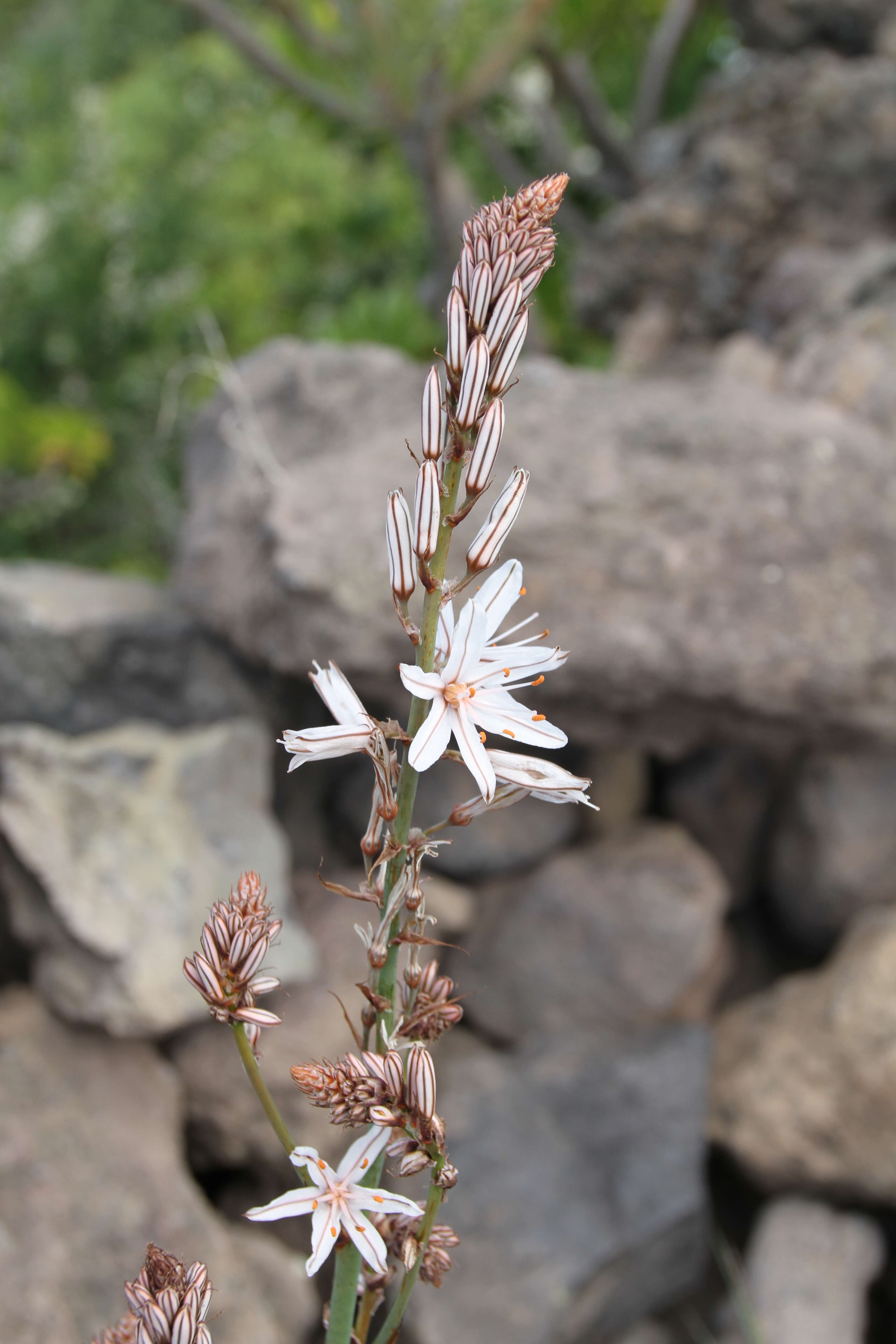 Image of Asphodelus aestivus Brot.