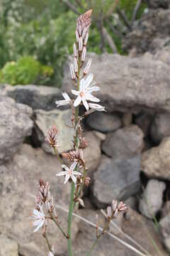 Image of Asphodelus aestivus Brot.