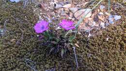 Image de Dianthus balbisii Ser.