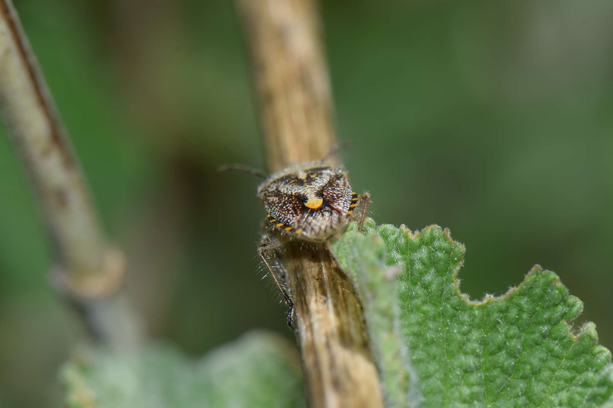 Image of African cluster bug