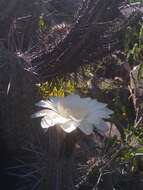 Image de Echinopsis deserticola (Werderm.) H. Friedrich & G. D. Rowley