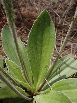 Image of Plantago tomentosa Lam.