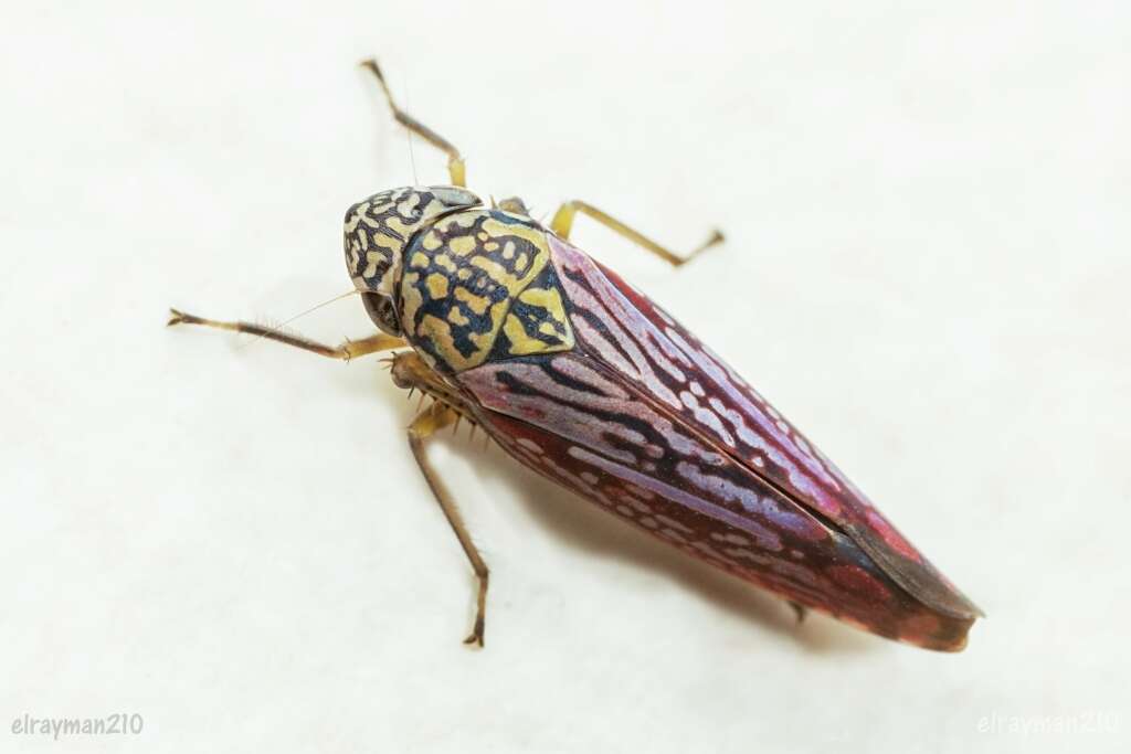 Graphocephala edwardsii (Signoret 1855)的圖片