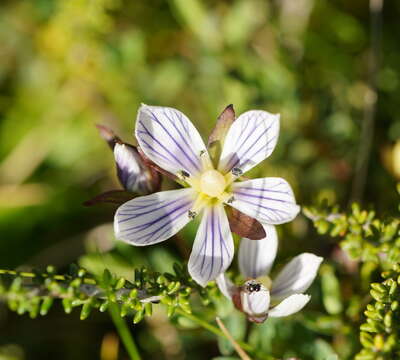 Image de Gentianella bawbawensis (L. G. Adams) Glenny