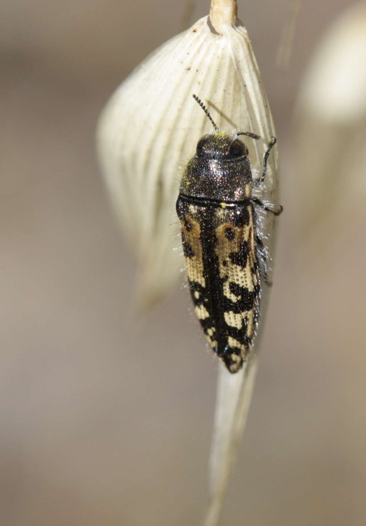 Imagem de Acmaeodera hepburnii Le Conte 1860