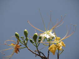 Image of Creamy Peacock Flower