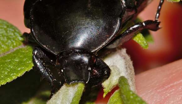 Image of Diplognatha gagates silicea (MacLeay 1838)