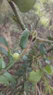 Image of Ceropegia decidua subsp. decidua