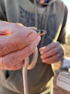 Image of Western hooded scaly-foot