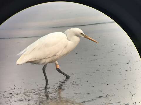 Image of Chinese Egret