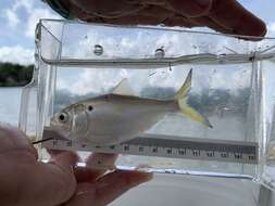 Image of Yellowfin menhaden