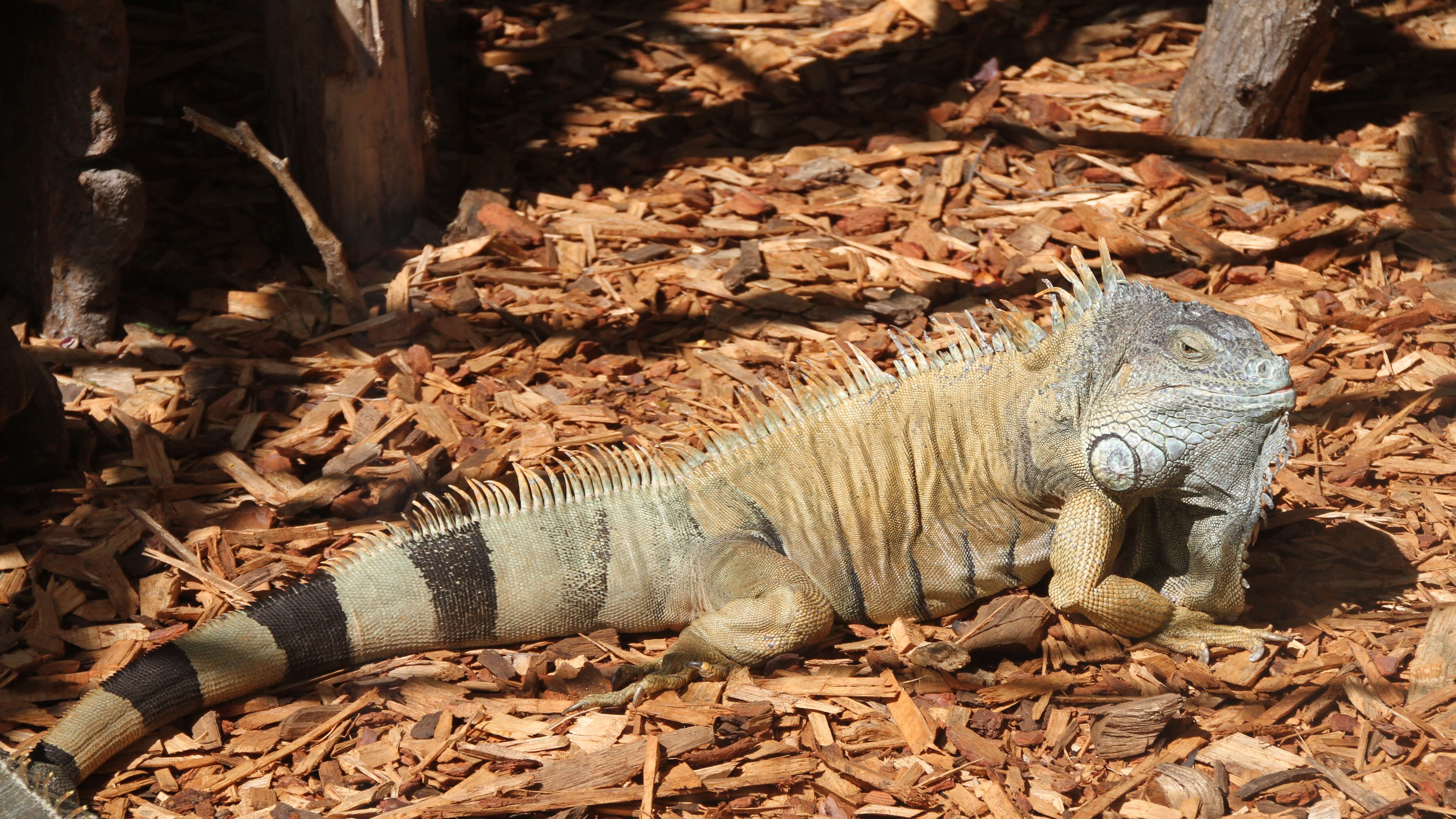 Image of Green iguana