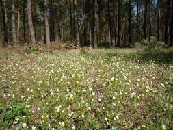 Слика од Viola hymettia Boiss. & Heldr.