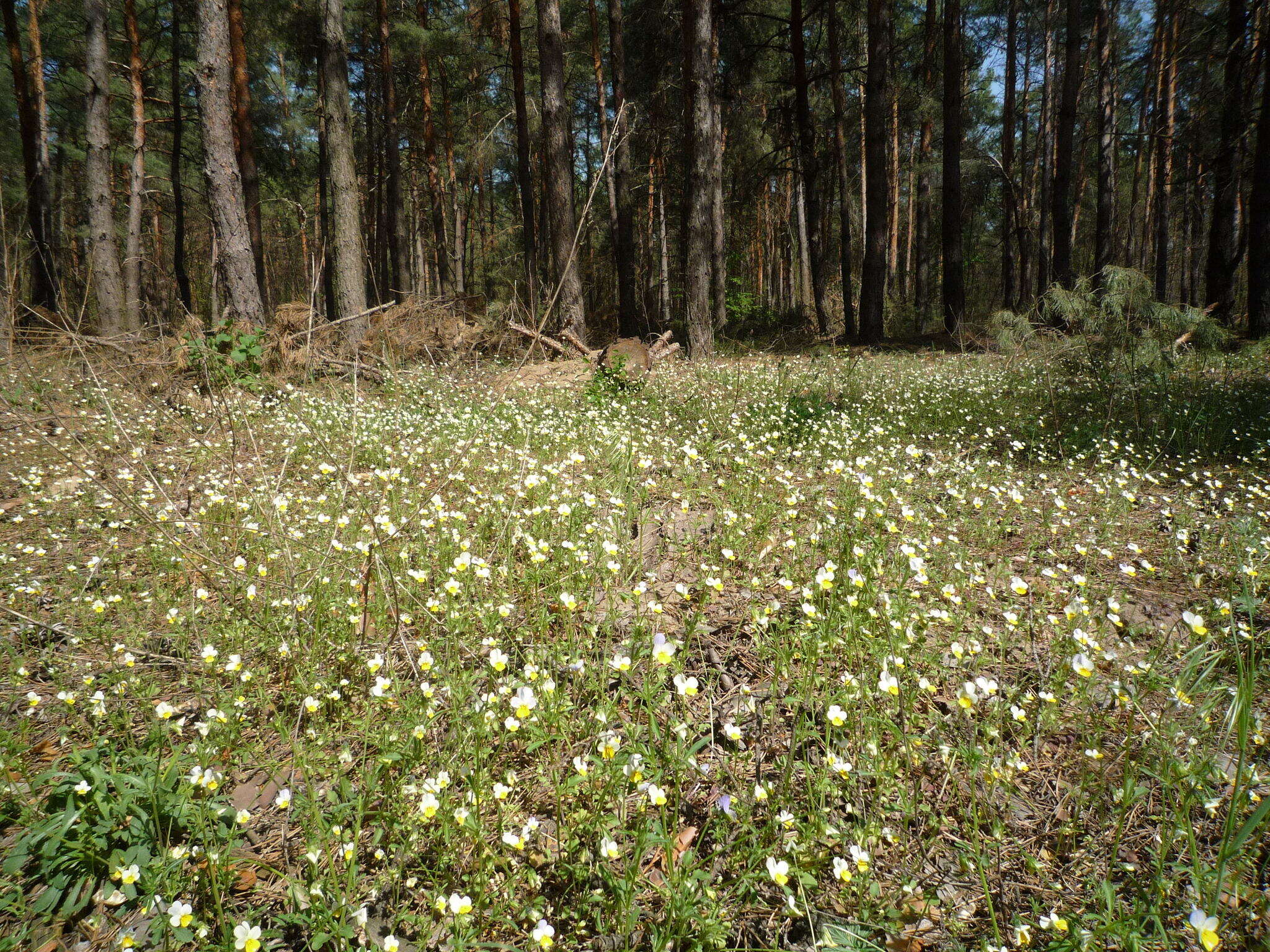Слика од Viola hymettia Boiss. & Heldr.