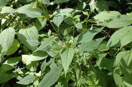 Image of sharpwing monkeyflower