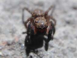 Image de Euophrys rufibarbis (Simon 1868)