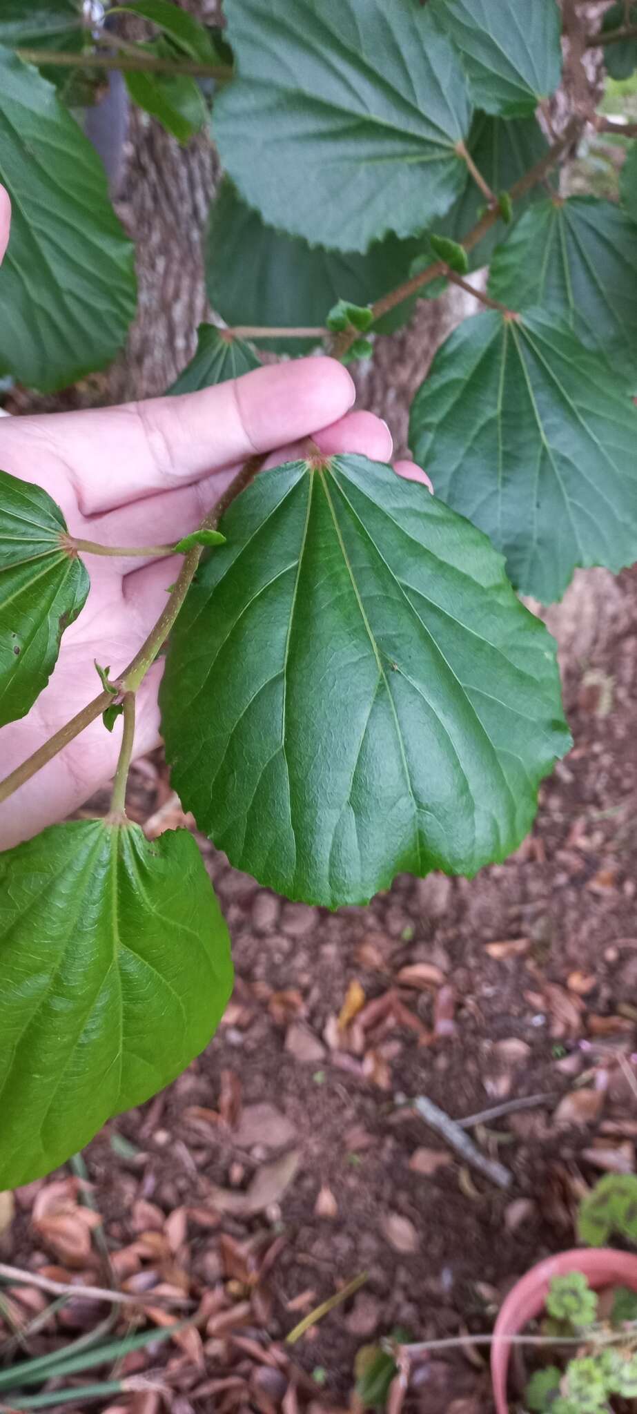 Image of Mulberry leaf