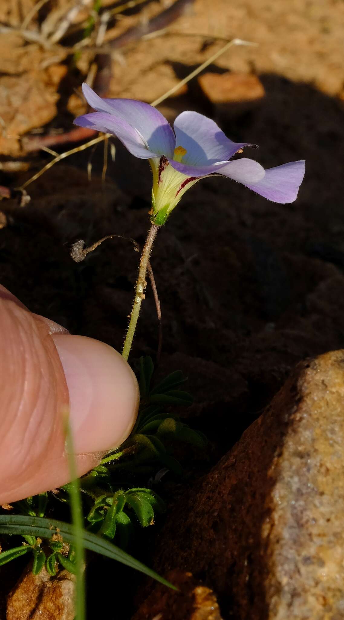 Imagem de Oxalis campylorhiza Salter