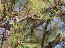 Peucedramus Coues 1875的圖片