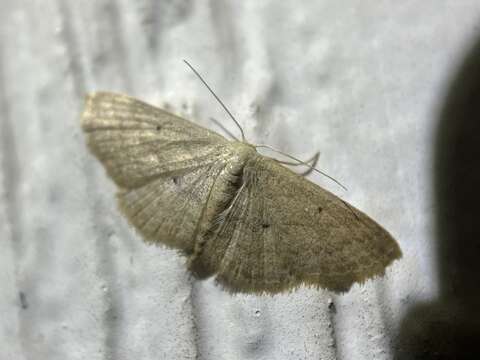 Image of Scopula hypochra Meyrick 1888