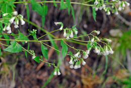 Brickelliastrum fendleri (A. Gray) R. King & H. Rob.的圖片