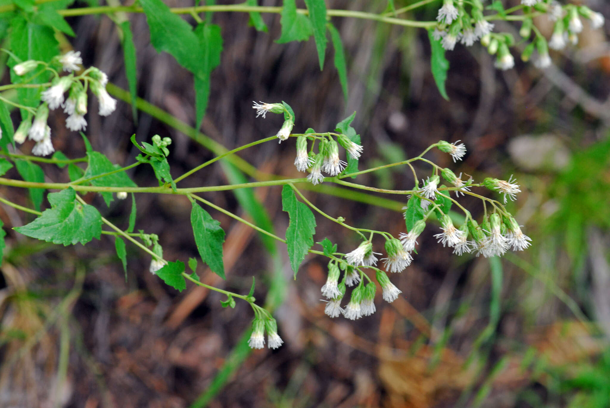 Image of Fendler's brickellbush