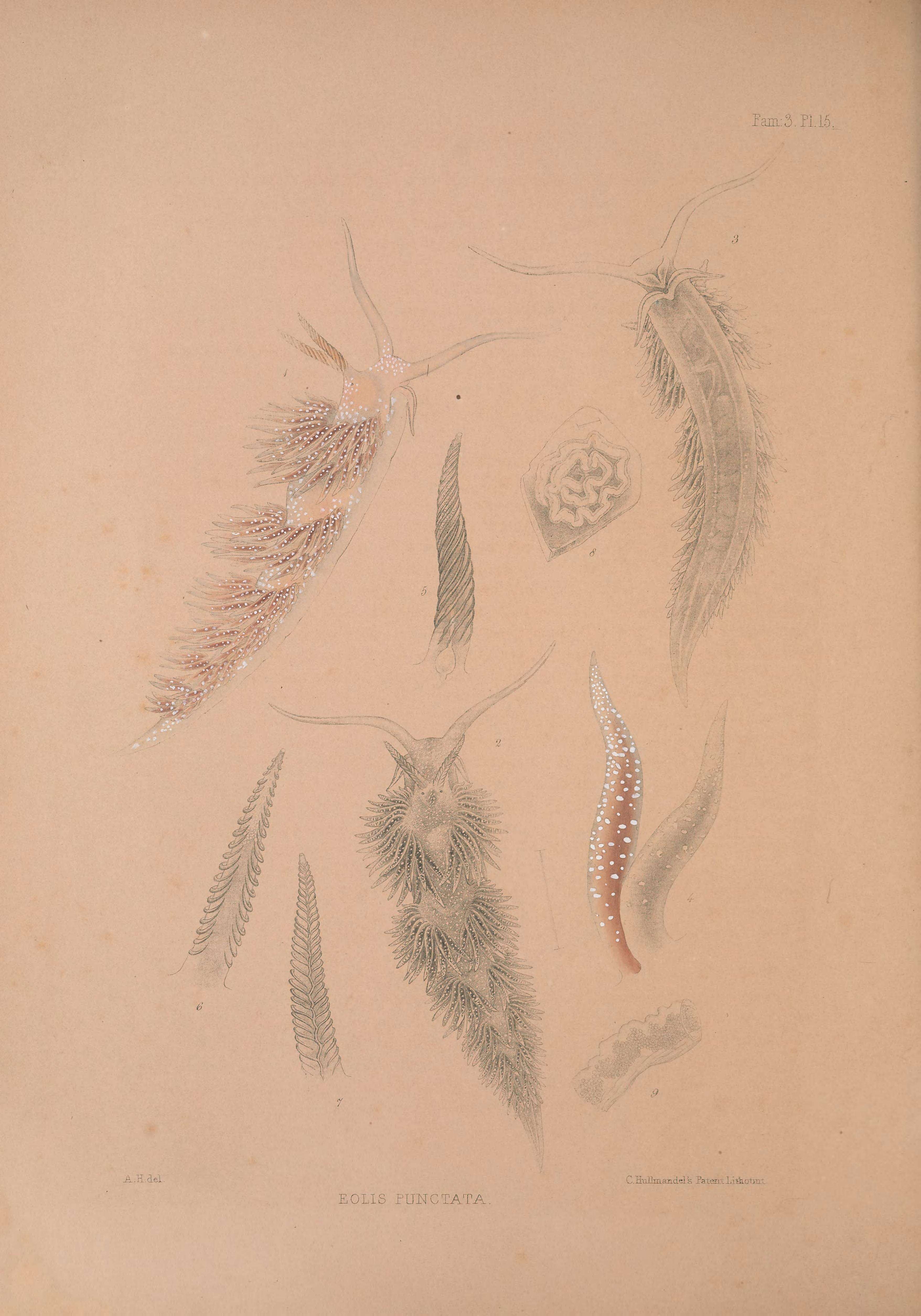 Image of Facelina annulicornis (Chamisso & Eysenhardt 1821)