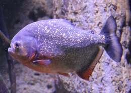 Image of Red-bellied piranha