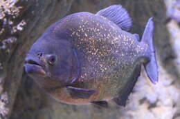 Image of Red-bellied piranha