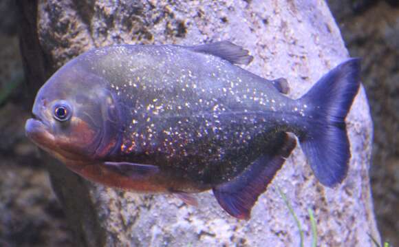 Image of Red-bellied piranha