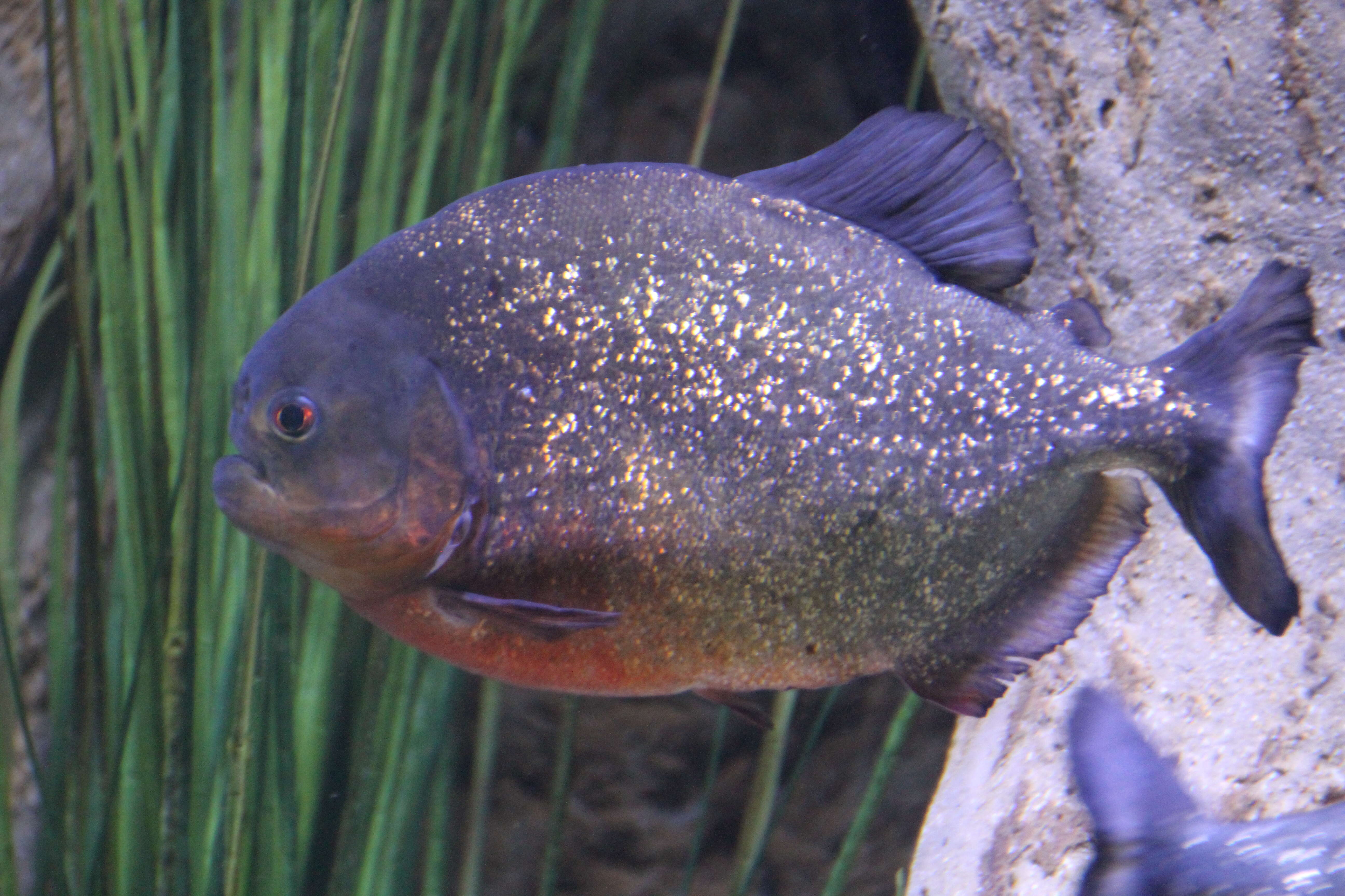 Image of Red-bellied piranha