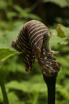 Image of Arisaema griffithii Schott