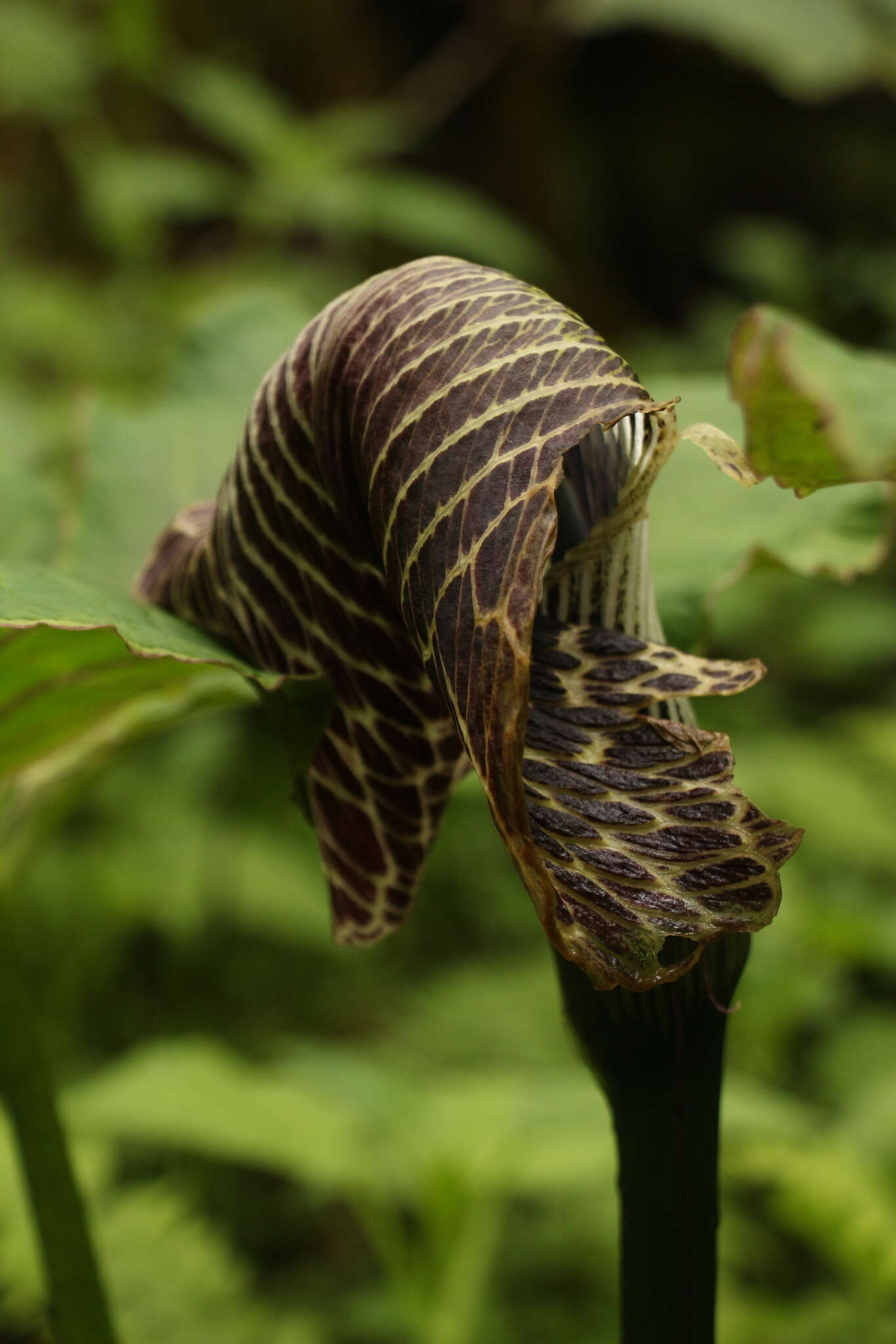 Image of Arisaema griffithii Schott