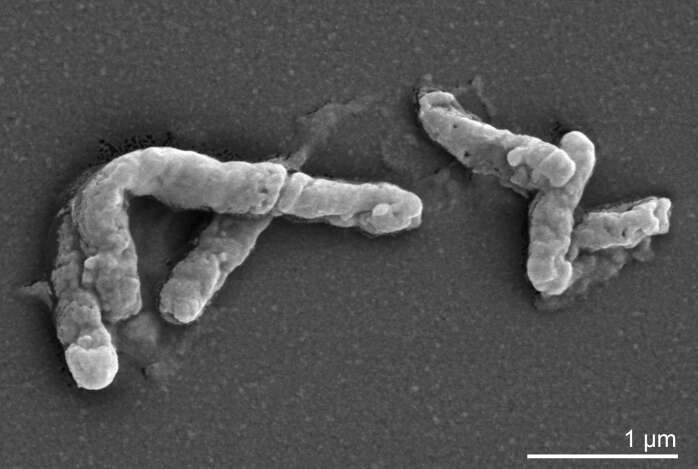 Image of Actinobacteria