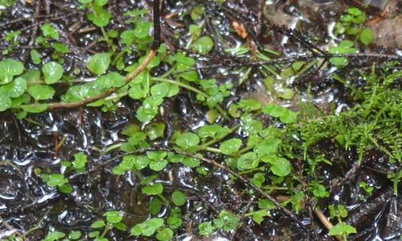 Image of American golden saxifrage