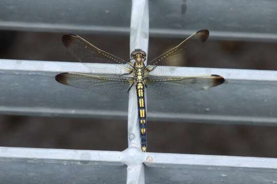 Слика од Orthetrum lineostigma (Selys 1886)