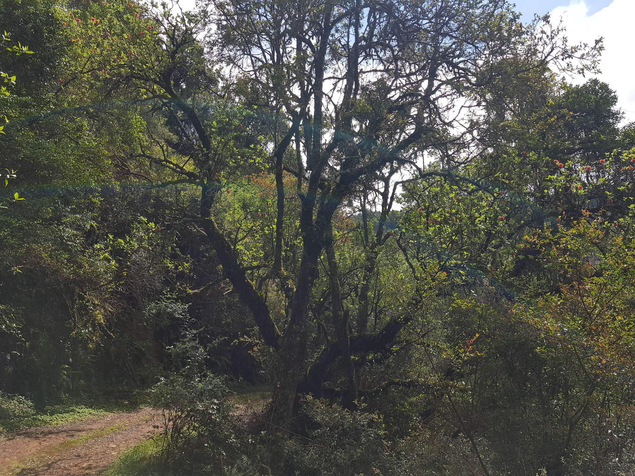 Image of Natal bottlebrush