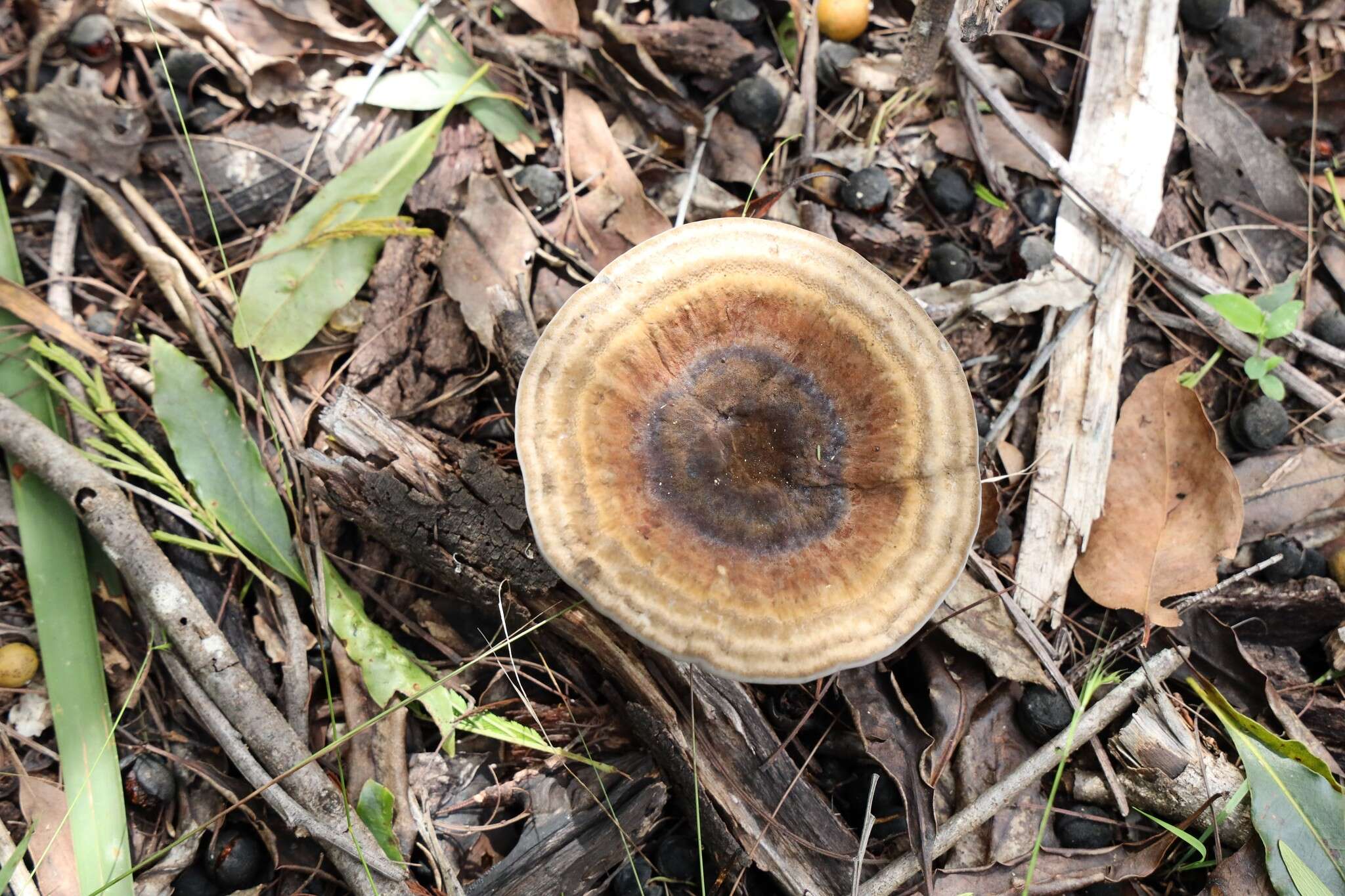 Image of Sanguinoderma rude (Berk.) Y. F. Sun, D. H. Costa & B. K. Cui