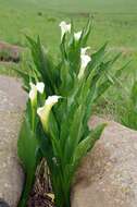 Image of Spotted-leaved arum lily