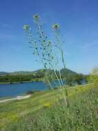 Image of littlepod false flax