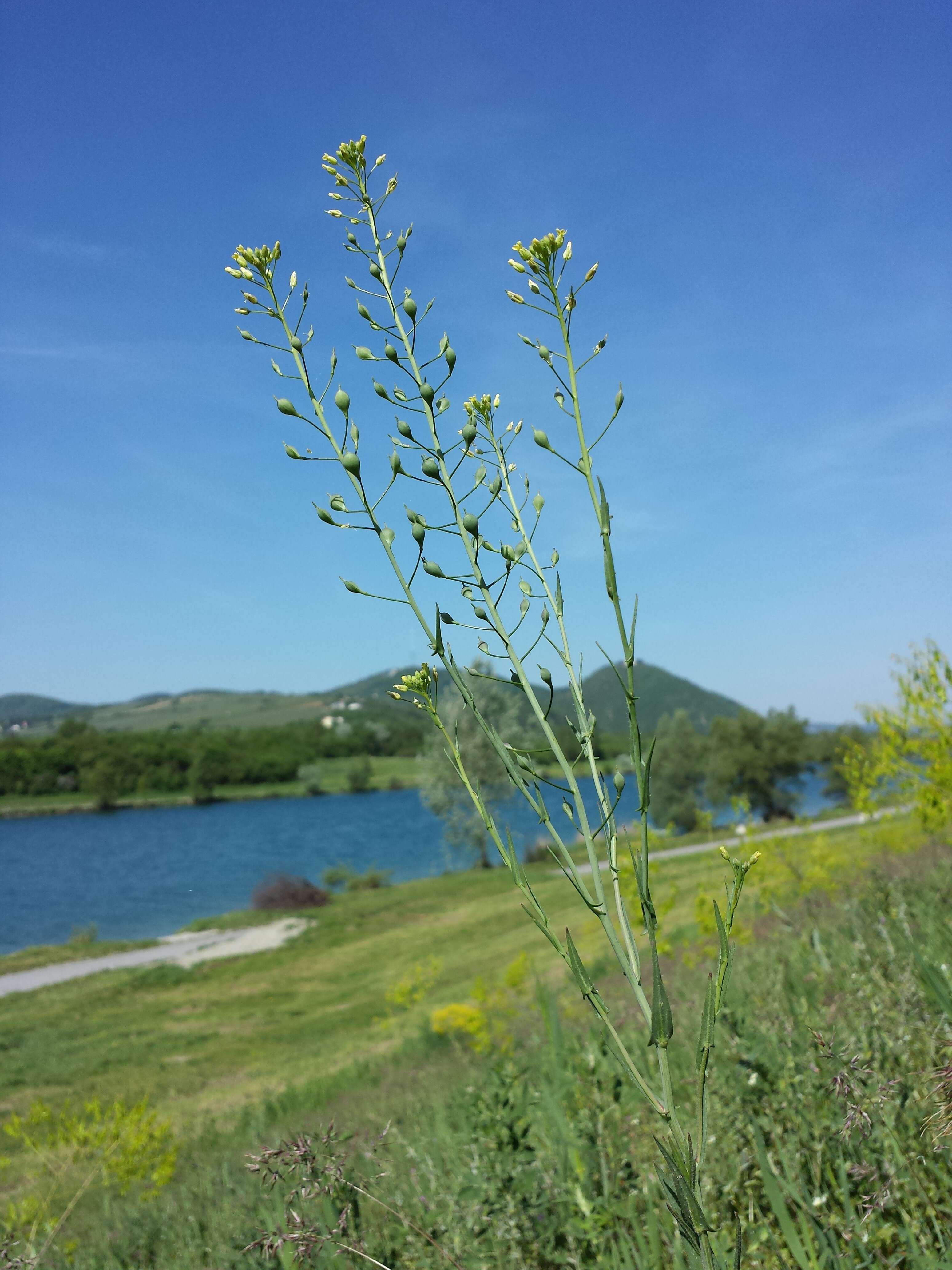 Image of littlepod false flax