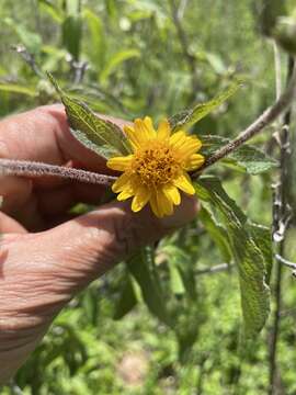 Image of Lasianthaea fruticosa var. michoacana (Blake) K. M. Becker