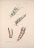 Image of Caloria elegans (Alder & Hancock 1845)