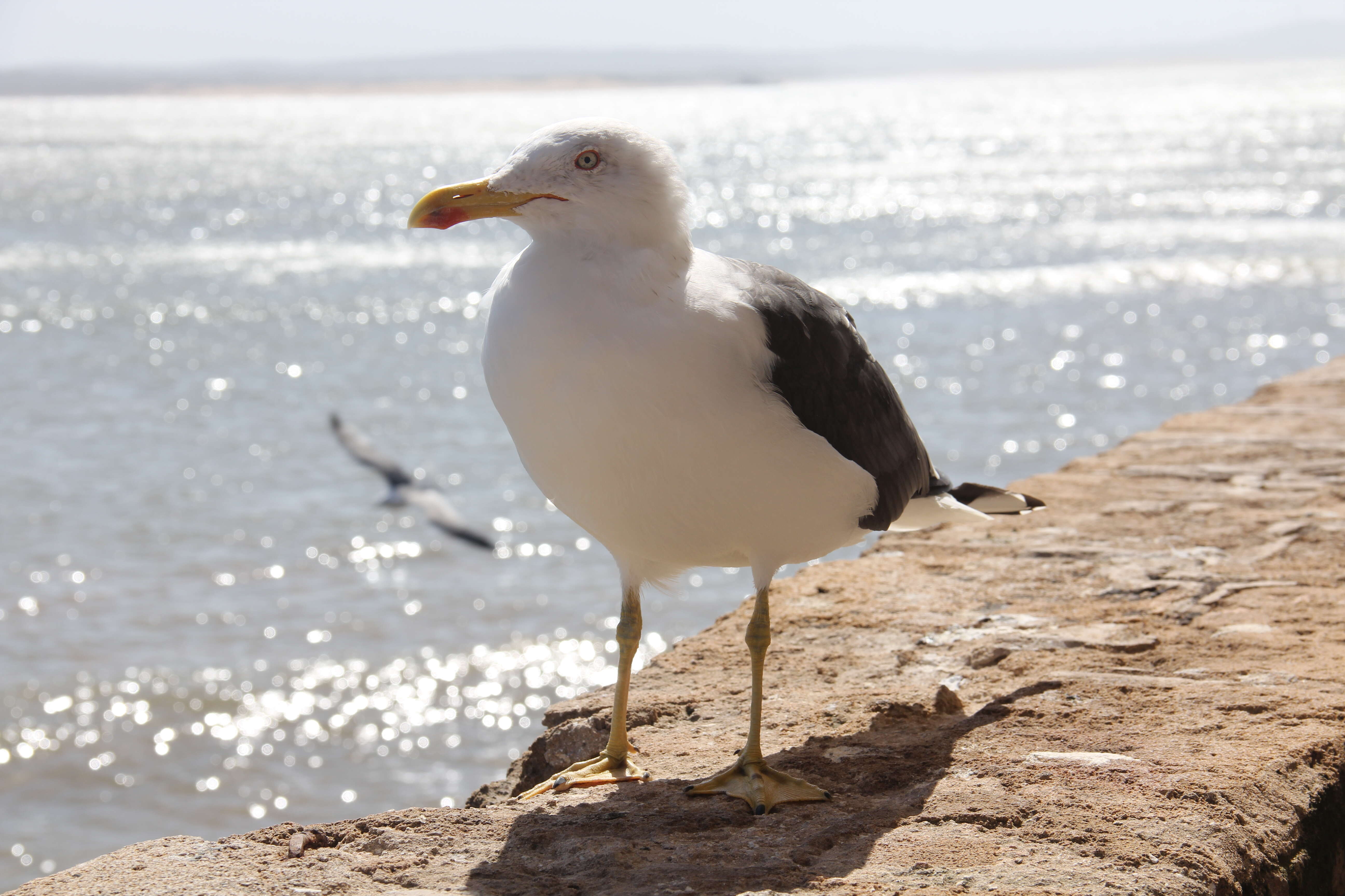 Image of Lesser Black-backed Gull