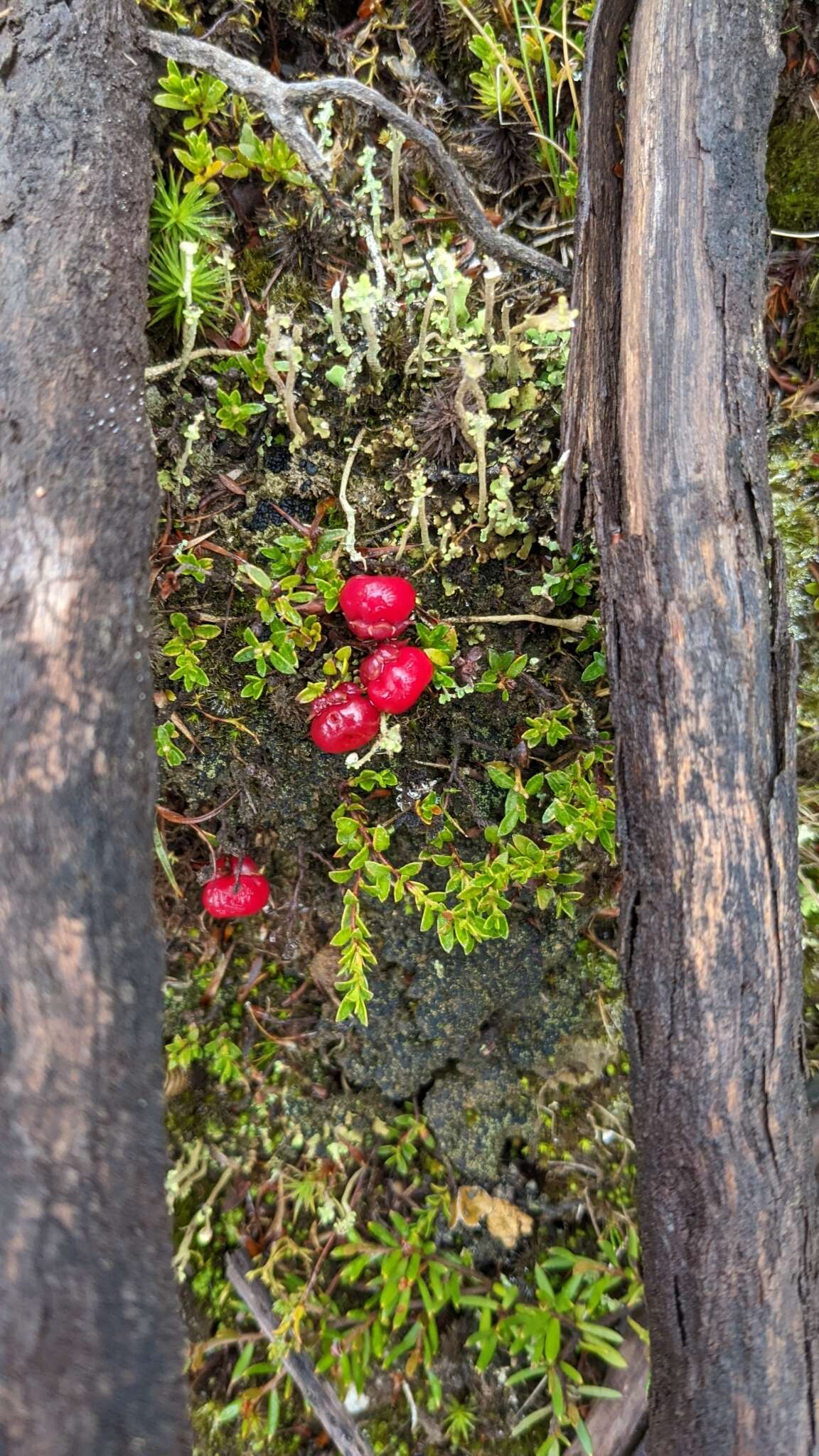 Image of Gaultheria tasmanica (Hook. fil.) D. J. Middleton