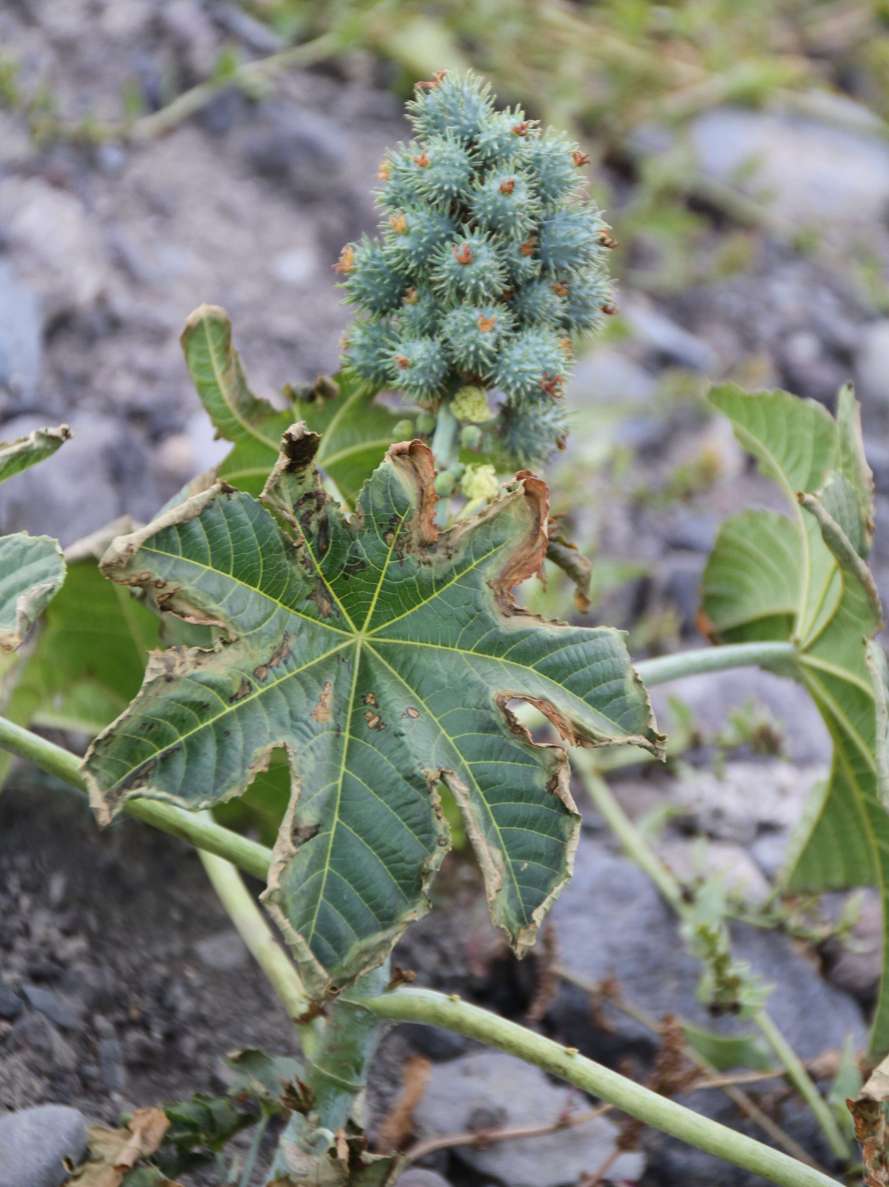 Sivun Ricinus kuva